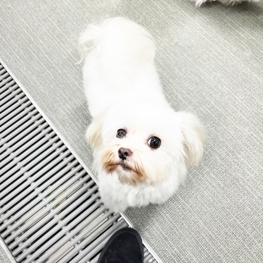 生徒が撮影したモデル犬写真①